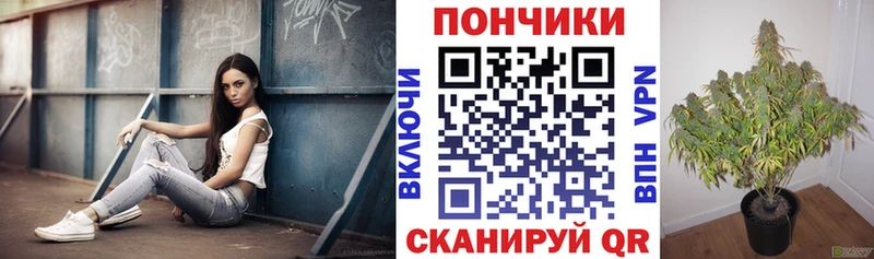 Каннабис план  Купить закладки  Шатура 
